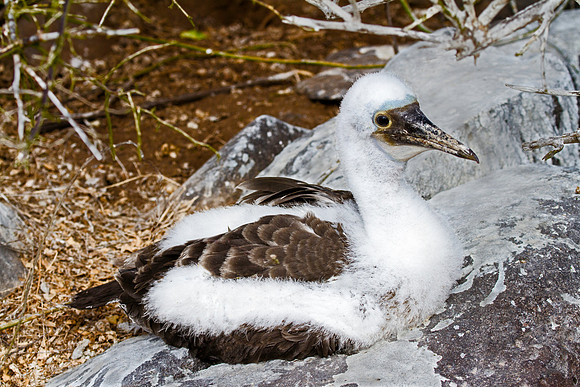 Nazca booby chick
