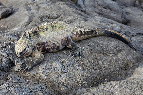 Marine iguana
