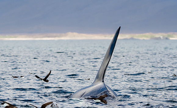 Orca, off Fernandina Island, Galapagos National Park, Equador