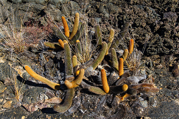 Cactus growing on bare lava flow at sunset, Isabela Island, Galapagos