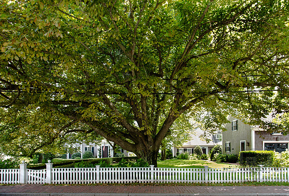 Edgartown street, Martha's Vineyard