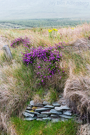 Flowers, stone and wire fence, Lamanagh, County Kerry, Ireland.