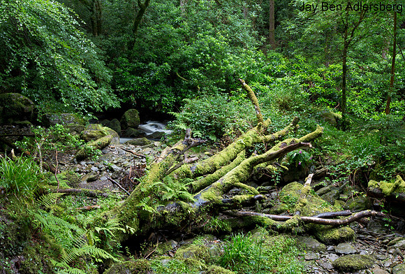 Fallen Tree with Moss, Killarney National Park, County Kerry
