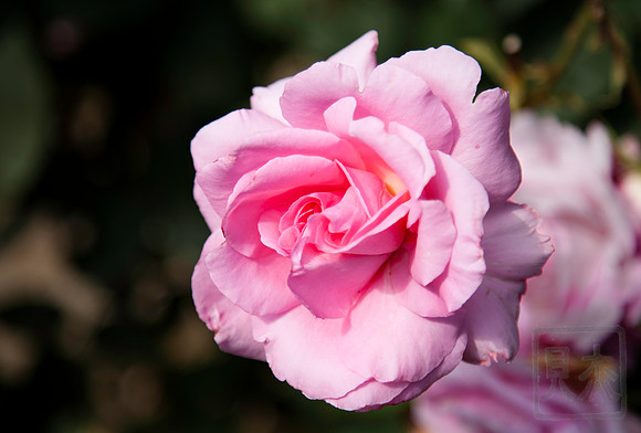 Rose 3, Château de Villandry, France