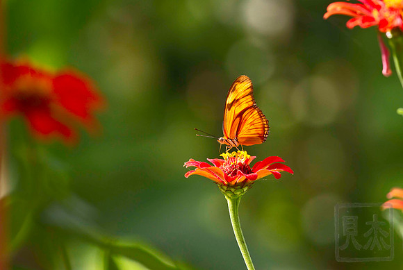 Mexican Silver-Spotted Butterfly, Dione moneta poeyii, Tarcoles, Costa Rica