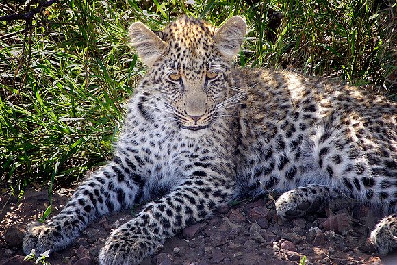 Leopard Cub, Kruger National Park, SA
