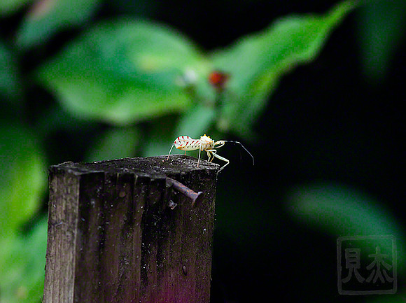 Stink Bug, Ploeogaster gesana, Rain Forest, Costa Rica