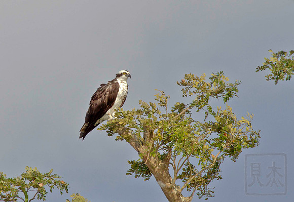 Osprey, Pandion haliaetus, Tarcoles River, Costa Rica