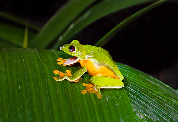 Yawn, yellow-eyed frog, Vera Blanca, Costa Rica