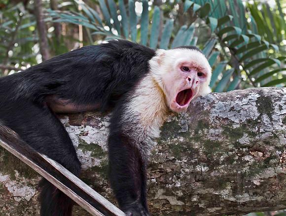 Being cute is tough work. Capuchin monkey, Pacific Coast, Costa Rica.