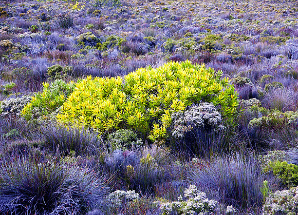 Flowers and heather, Cape National Park, SA