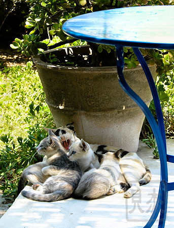 Cats in Greece