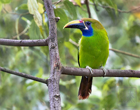 Emerald Toucanet 2, Aulacorhynchus prasinus, Cinchona, Costa Rica