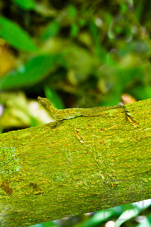 Anole lizard, Costa Rica, Pacific Coast
