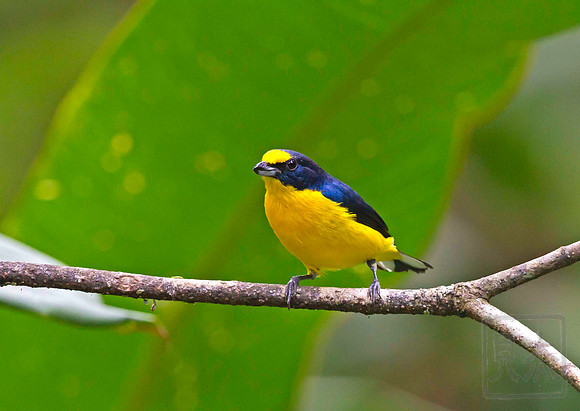 Scrub Euphonia, Euphonia affinis, Aranal, Costa Rica