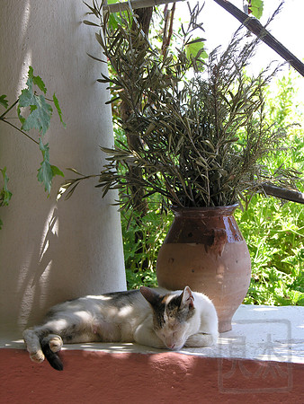 Catnap, Leros, Greece