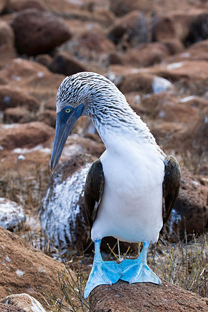 Blue footed Booby, Galapagos