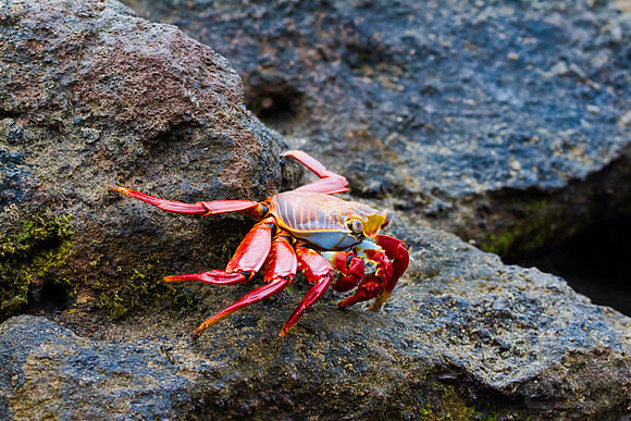 Sally Lightfoot crab scurrying, Galapagos