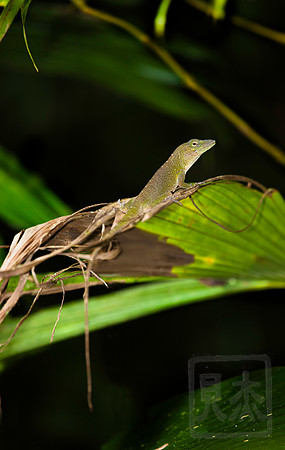 Carpenter Anole, Norops carpenteri, Costa Rica