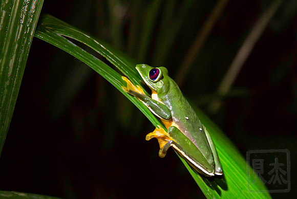 Yellow-eyed leaf frog 2, Agalychnis annae, Vera Blanca, Costa Rica