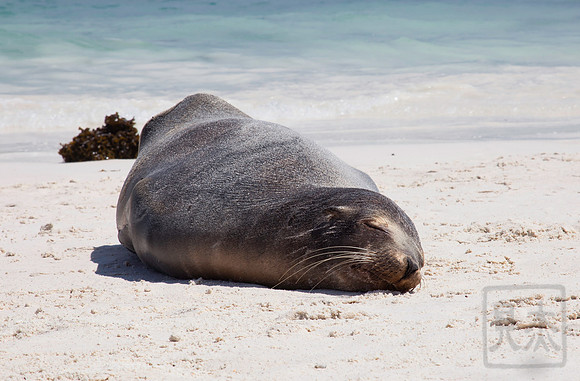 Nap, with seaweed. Espanola, Galapagos, Peru