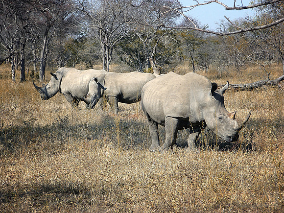 Bad boys, Kruger National Park