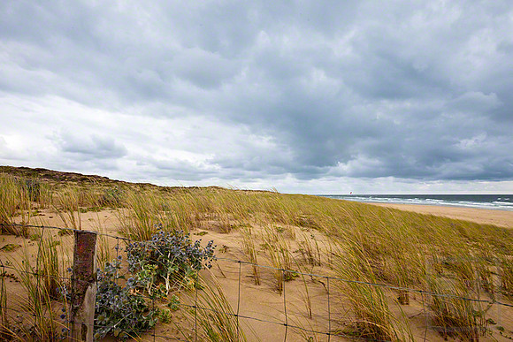 Dune grasses, Bordeaux, France