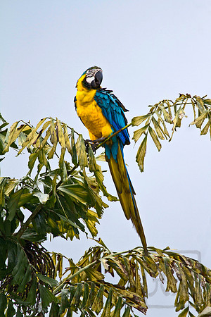 Blue and Yellow Macaw, Ara ararauna, Costa Rica