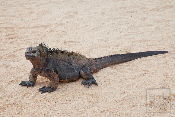 Marine iguana on the beach