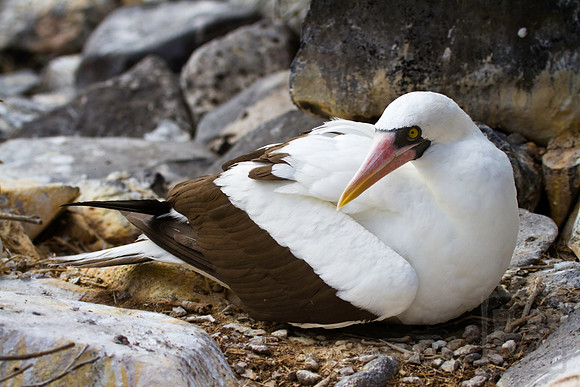 Nazca Booby 2