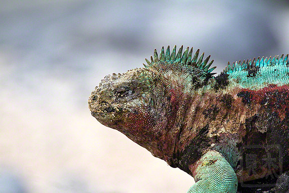 Sandy Christmas Iguana, San Cristobal, Galapagos Islands