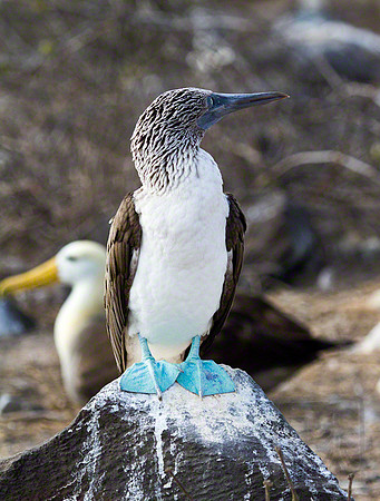 Blue-footed Booby 3