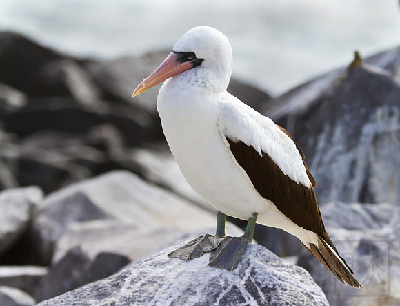 Nazcz Booby standing