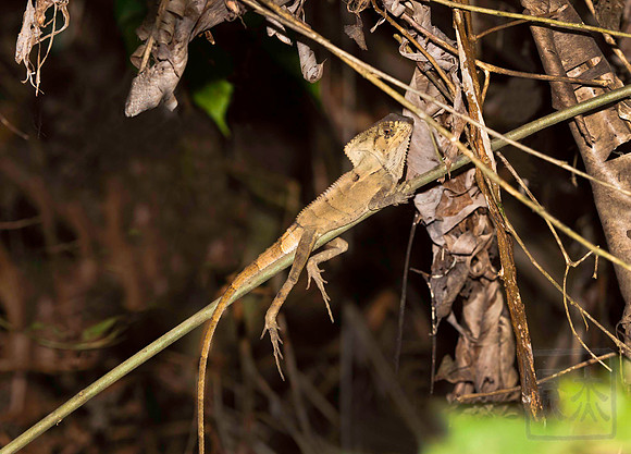Smoothhead Helmeted Basilisk, Rain forest, Costa Rica.