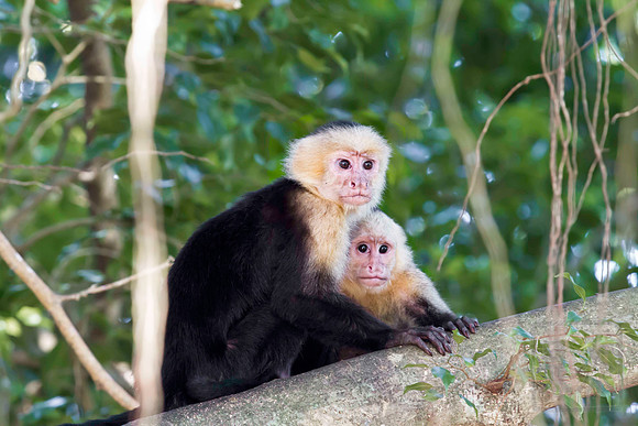 White Faced Monkey pair, Costa Rica.