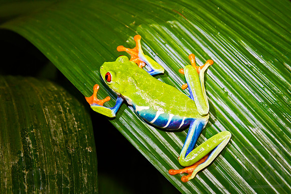 Red-eyed frog 4, Agalychnis callidryas, Vera Blanca, Costa Rica
