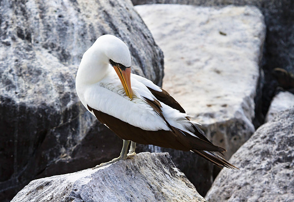 Nazca Booby Preening, Espanola, Galapagos Islands