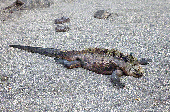 Marine Iguana 2