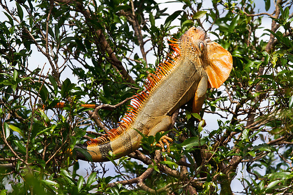 Green iguana (Iguana iguana) 5, Muelle, Costa Rica
