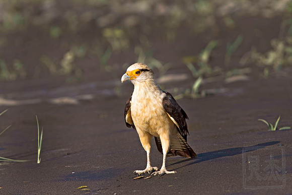 Yellow-headed Caracara, Milvago chimachima, Tarcoles River, Costa Rica