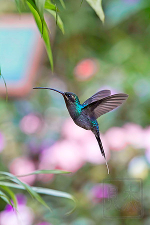 Green Hermit Hummingbird, Phaethornis guy, Vara Blanca, Costa Rica