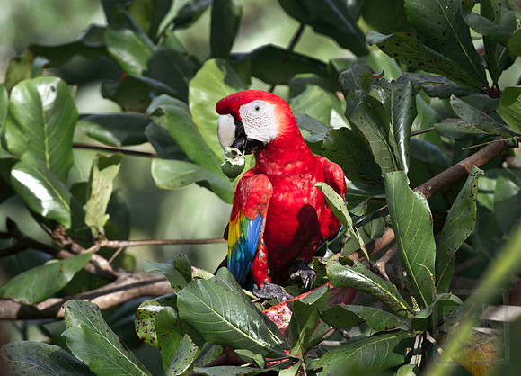 Macaw and nut, Herradura, Costa Rica