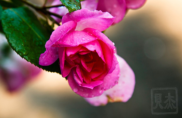 Rose 2, Château de Villandry, France
