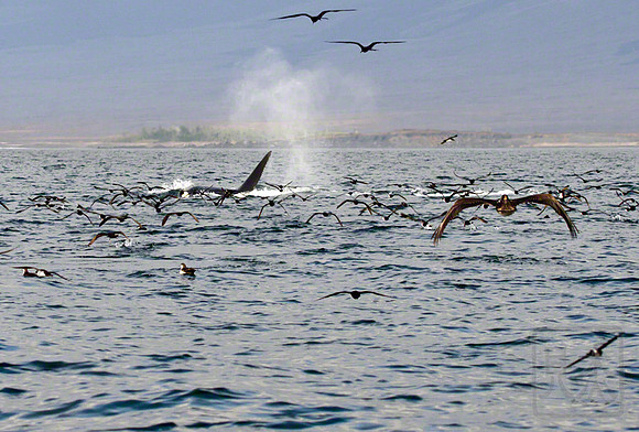 Orca 3A