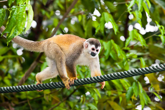 Squirrel monkey, Saimiri oerstedii, Costa Rica