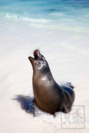 Beach call, Galapagos
