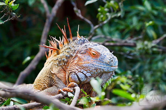 Green iguana 4, Muelle, Costa Rica