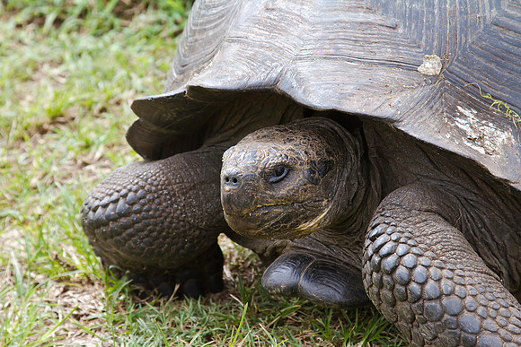 Tortoise 2