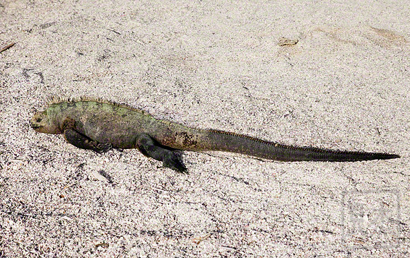 Marine Iguana, Galapagos