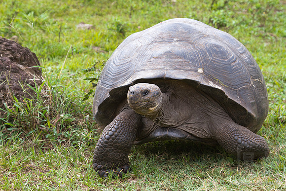 Tortoise 1